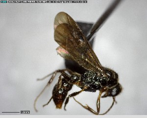  ( - YB-BCI147918)  @11 [ ] CreativeCommons - Attribution (2017) Yves Basset Smithsonian Tropical Research Institute