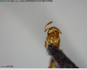  ( - YB-BCI155895)  @12 [ ] CreativeCommons - Attribution (2017) Yves Basset Smithsonian Tropical Research Institute
