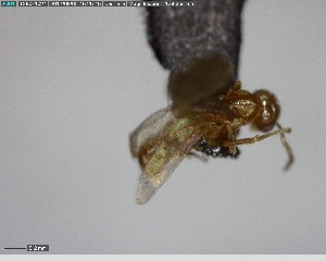  ( - YB-BCI141134)  @13 [ ] CreativeCommons - Attribution (2017) Yves Basset Smithsonian Tropical Research Institute