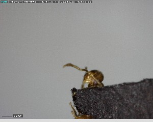  ( - YB-BCI141134)  @12 [ ] CreativeCommons - Attribution (2017) Yves Basset Smithsonian Tropical Research Institute