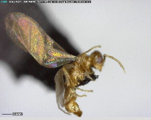  ( - YB-BCI141134)  @13 [ ] CreativeCommons - Attribution (2017) Yves Basset Smithsonian Tropical Research Institute
