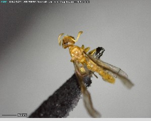  ( - YB-BCI141369)  @13 [ ] CreativeCommons - Attribution (2017) Yves Basset Smithsonian Tropical Research Institute