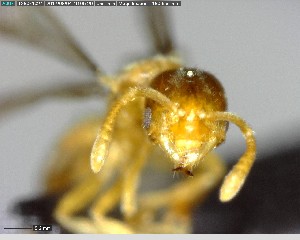  ( - YB-BCI141369)  @12 [ ] CreativeCommons - Attribution (2017) Yves Basset Smithsonian Tropical Research Institute