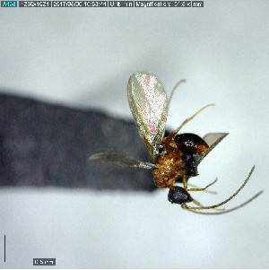  ( - YB-BCI155758)  @12 [ ] CreativeCommons - Attribution (2017) Yves Basset Smithsonian Tropical Research Institute