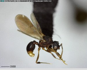  (Cyphomyrmex AAP2289 - YB-BCI138041)  @13 [ ] CreativeCommons - Attribution (2017) Yves Basset Smithsonian Tropical Research Institute
