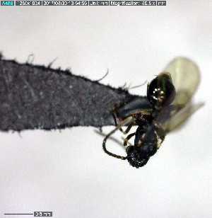  ( - YB-BCI157146)  @12 [ ] CreativeCommons - Attribution (2017) Yves Basset Smithsonian Tropical Research Institute