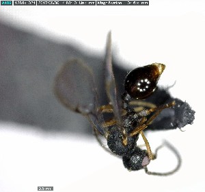  ( - YB-BCI157146)  @12 [ ] CreativeCommons - Attribution (2017) Yves Basset Smithsonian Tropical Research Institute