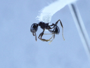  (Pheidole simonsi - YB-BCI7371)  @13 [ ] No Rights Reserved (2011) Unspecified Unspecified