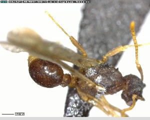  ( - YB-BCI142273)  @11 [ ] CreativeCommons - Attribution (2017) Yves Basset Smithsonian Tropical Research Institute