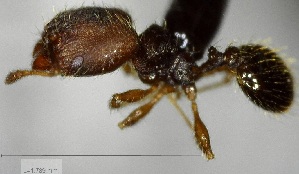  (Pheidole multispina - YB-BCI163132)  @13 [ ] No Rights Reserved  Unspecified Unspecified