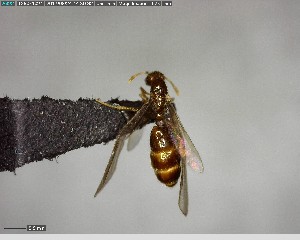  (Solenopsis ABA1305 - YB-BCI125399)  @12 [ ] CreativeCommons - Attribution (2017) Yves Basset Smithsonian Tropical Research Institute