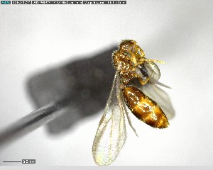  (Solenopsis ABA1305 - YB-BCI125399)  @12 [ ] CreativeCommons - Attribution (2017) Yves Basset Smithsonian Tropical Research Institute