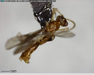  ( - YB-BCI125069)  @12 [ ] CreativeCommons - Attribution (2017) Yves Basset Smithsonian Tropical Research Institute