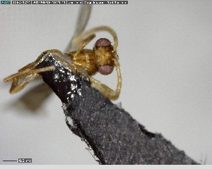  ( - YB-BCI125069)  @12 [ ] CreativeCommons - Attribution (2017) Yves Basset Smithsonian Tropical Research Institute