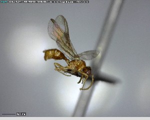  ( - YB-BCI125069)  @12 [ ] CreativeCommons - Attribution (2017) Yves Basset Smithsonian Tropical Research Institute