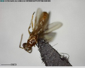  ( - YB-BCI125469)  @12 [ ] CreativeCommons - Attribution (2017) Yves Basset Smithsonian Tropical Research Institute