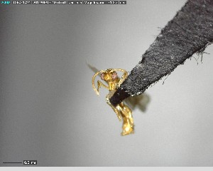  ( - YB-BCI125469)  @12 [ ] CreativeCommons - Attribution (2017) Yves Basset Smithsonian Tropical Research Institute