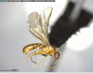  ( - YB-BCI125469)  @12 [ ] CreativeCommons - Attribution (2017) Yves Basset Smithsonian Tropical Research Institute