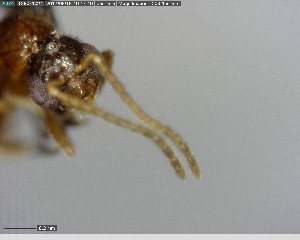  ( - YB-BCI140500)  @12 [ ] CreativeCommons - Attribution (2017) Yves Basset Smithsonian Tropical Research Institute