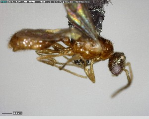  ( - YB-BCI140500)  @12 [ ] CreativeCommons - Attribution (2017) Yves Basset Smithsonian Tropical Research Institute