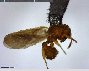  (Paratrachymyrmex bugnioni - YB-BCI148483)  @13 [ ] CreativeCommons - Attribution (2017) Yves Basset Smithsonian Tropical Research Institute