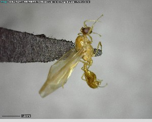  (Pheidole synarmata - YB-BCI141373)  @13 [ ] CreativeCommons - Attribution (2017) Yves Basset Smithsonian Tropical Research Institute