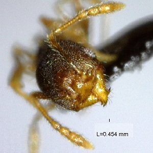  (Pheidole scalaris - YB-BCI116814)  @11 [ ] No Rights Reserved  Unspecified Unspecified