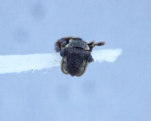  (Cephalotes sp. 1YB - YB-BCI13911)  @11 [ ] No Rights Reserved  Unspecified Unspecified