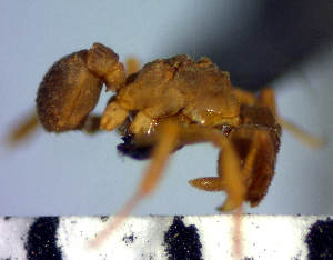  (Cyphomyrmex minutus - YB-BCI43148)  @13 [ ] No Rights Reserved  Unspecified Unspecified