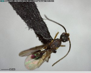  (Strumigenys longispinosa - YB-BCI143437)  @11 [ ] CreativeCommons - Attribution (2017) Yves Basset Smithsonian Tropical Research Institute