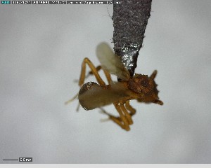  (Cyphomyrmex ADG1571 - YB-BCI125759)  @13 [ ] CreativeCommons - Attribution (2017) Yves Basset Smithsonian Tropical Research Institute