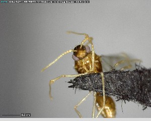  (Pheidole AAZ7297 flavens - YB-BCI140571)  @11 [ ] CreativeCommons - Attribution (2017) Yves Basset Smithsonian Tropical Research Institute