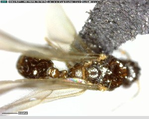  (Solenopsis ADK9278 - YB-BCI125531)  @12 [ ] CreativeCommons - Attribution (2017) Yves Basset Smithsonian Tropical Research Institute