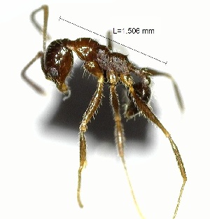  (Pheidole longiscapa - YB-BCI138589)  @13 [ ] No Rights Reserved  Unspecified Unspecified
