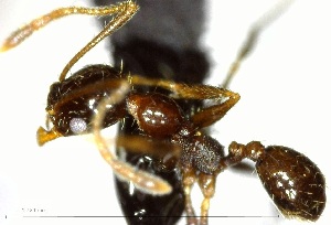 (Pheidole laticornis - YB-BCI160752)  @13 [ ] No Rights Reserved  Unspecified Unspecified