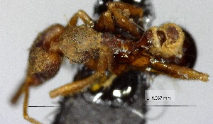  (Strumigenys biolleyi - YB-BCI73294)  @11 [ ] No Rights Reserved  Unspecified Unspecified