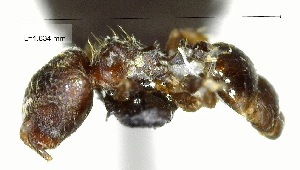  (Pheidole mendicula - YB-BCI157671)  @13 [ ] No Rights Reserved  Unspecified Unspecified