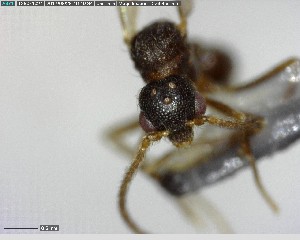  ( - YB-BCI144289)  @12 [ ] CreativeCommons - Attribution (2017) Yves Basset Smithsonian Tropical Research Institute