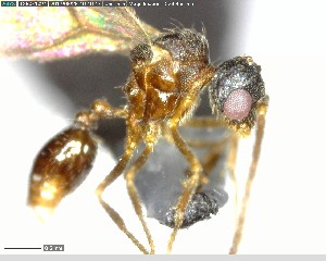  ( - YB-BCI144289)  @12 [ ] CreativeCommons - Attribution (2017) Yves Basset Smithsonian Tropical Research Institute