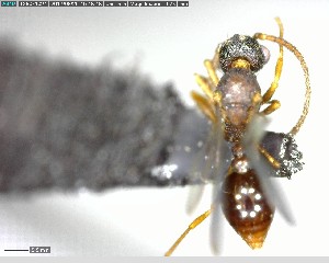  ( - YB-BCI142228)  @12 [ ] CreativeCommons - Attribution (2017) Yves Basset Smithsonian Tropical Research Institute