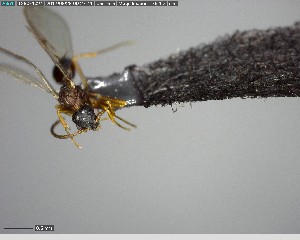  ( - YB-BCI142228)  @12 [ ] CreativeCommons - Attribution (2017) Yves Basset Smithsonian Tropical Research Institute