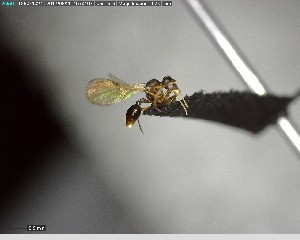  ( - YB-BCI142228)  @12 [ ] CreativeCommons - Attribution (2017) Yves Basset Smithsonian Tropical Research Institute