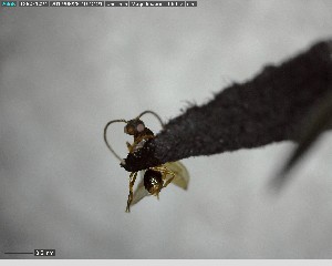 ( - YB-BCI146866)  @12 [ ] CreativeCommons - Attribution (2017) Yves Basset Smithsonian Tropical Research Institute
