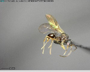  ( - YB-BCI146866)  @12 [ ] CreativeCommons - Attribution (2017) Yves Basset Smithsonian Tropical Research Institute