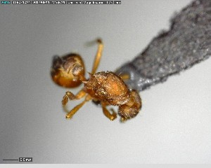  ( - YB-BCI144175)  @12 [ ] CreativeCommons - Attribution (2017) Yves Basset Smithsonian Tropical Research Institute