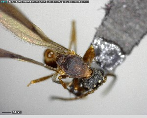  ( - YB-BCI150185)  @12 [ ] CreativeCommons - Attribution (2017) Yves Basset Smithsonian Tropical Research Institute