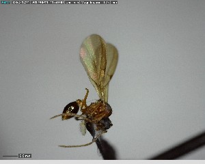  (Strumigenys alberti - YB-BCI150185)  @12 [ ] CreativeCommons - Attribution (2017) Yves Basset Smithsonian Tropical Research Institute