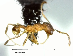  (Pheidole AAU1491 - YB-BCI56493)  @13 [ ] No Rights Reserved  Unspecified Unspecified