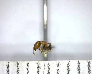  (Pheidole angulifera - YB-BCI173749)  @11 [ ] No Rights Reserved  Unspecified Unspecified