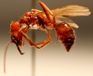  (Odontomachus panamensis - YB-BCI4881)  @14 [ ] No Rights Reserved  Unspecified Unspecified